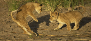 lion cub play